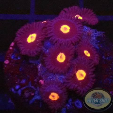 Krustenanemonen “Obsidian” WYSIWYG