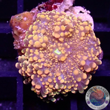 Ricordea yuma „Orange Bear“ WYSIWYG „AD Special“