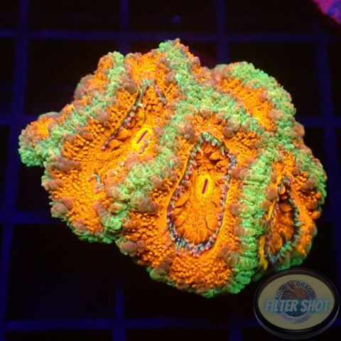 Micromussa spp. „Deep O“ WYSIWYG „AD Special“