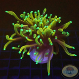 Euphyllia glabrescens „Golden Dragon“ 🐉 „AD Special“