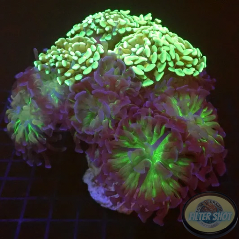 Euphyllia paraancora „Freak Tree“ WYSIWYG „AD Special“