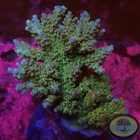 Acropora microclados „Berry Hill“ WYSIWYG „AD Special“