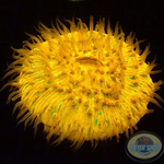 Fungia spp. “Plazma” WYSIWYG