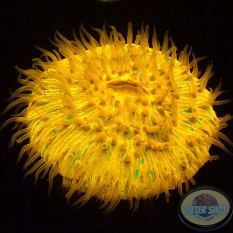 Fungia spp. “Plazma” WYSIWYG