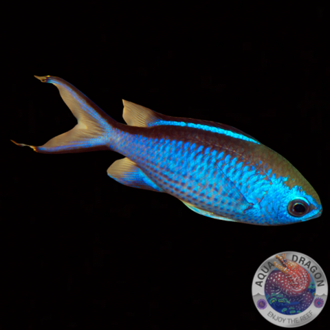Azurina cyanea „Blaues Schwalbenschwänzchen“
