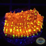 Echinophyllia spp. “Acid Rain” AD Special