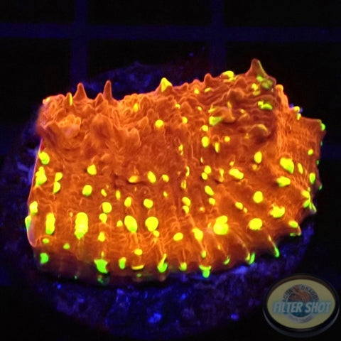 Echinophyllia spp. “Acid Rain” AD Special
