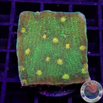 Echinophyllia spp. „Space Invader“