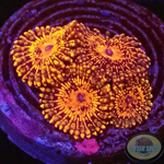 Krustenanemonen „Nightmare“ WYSIWYG