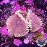 Krustenanemonen „Bachelorette Party“ WYSIWYG „AD Special“