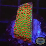 Montipora spp. „Chili Pepper“