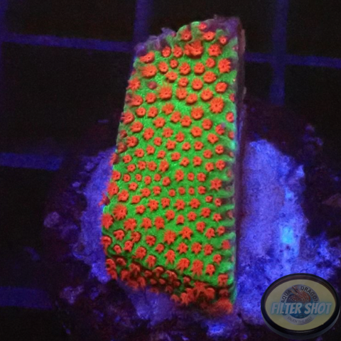 Montipora spp. „Chili Pepper“