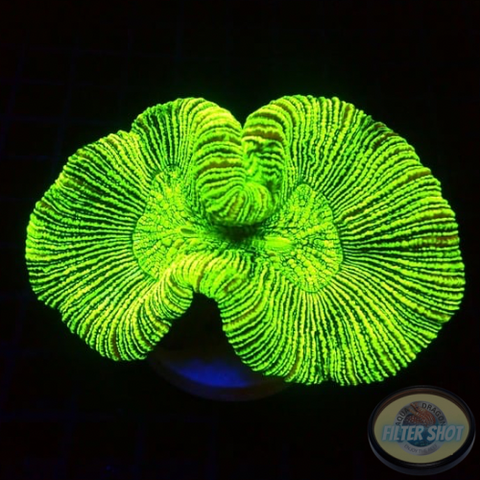 Trachyphyllia spp. „Matrix“ WYSIWYG „AD Special“