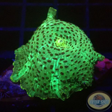 Discosoma spp. „Toxic Leo“ WYSIWYG