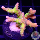 Anacropora spp. „Green Goblin“