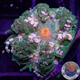 Phymanthus crucifer WYSIWYG