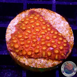 Cyphastrea spp. „Volcanic Eruption“