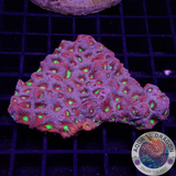 Favites spp. „Supreme Warrior“ WYSIWYG „AD Special“