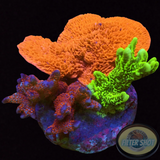 Montipora spp. „Monti Club“ WYSIWYG „AD Special“