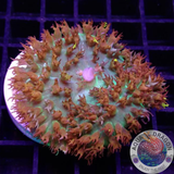 Rhodactis osculifera „St. Thomas“ WYSIWYG „AD Special“