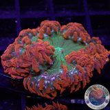 Phymanthus crucifer WYSIWYG