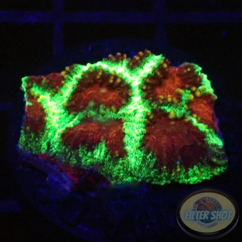 Favia spp. „Christmas“