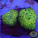 Discosoma spp. „Leo“ WYSIWYG „AD Special“
