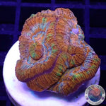 Australophyllia wilsoni „Rainbow“ WYSIWYG