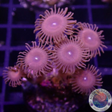 Krustenanemonen „Devil“ WYSIWYG