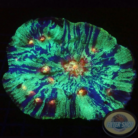 Mycedium spp. „Interstellar“ WYSIWYG