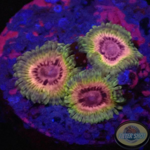 Krustenanemonen „Bloodshot Morph“ WYSIWYG „AD Special“