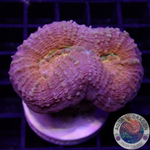 Lobophyllia spp. „Golden Pumpkin“ WYSIWYG
