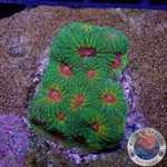 Favia spp. „Candy Corn“ WYSIWYG