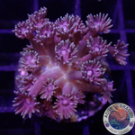 Goniopora spp. „Jurassic Flower“ AD Special