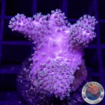 Lobophytum spp. “FuZzy” WYSIWYG