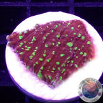 Echinophyllia spp. “Acid Rain” AD Special