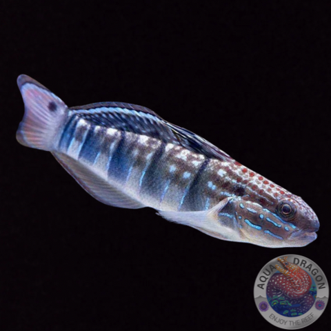Amblygobius phalaena „Bagger-Grundel“ Nachzucht