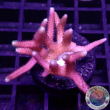 Seriatopora hystrix „Pink Thorn“