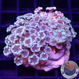 Alveopora spp. „Ultra Trio“ WYSIWYG „AD Special“