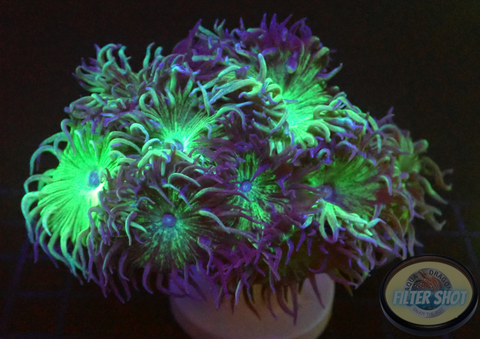 Duncanopsammia axifuga „Daisy“ WYSIWYG