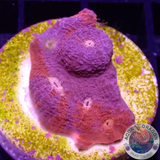 Echinophyllia spp. „Purple Bugatti“ WYSIWYG