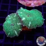 Discosoma spp. „Fire Edge“ WYSIWYG