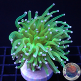 Euphyllia glabrescens „Holy Grail“
