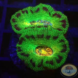Micromussa spp. „Abe‘s Oddysee“