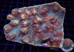 Mycedium spp. „Space Jam“ WYSIWYG „AD Special“