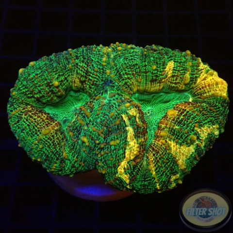 Lobophyllia spp. „Gold Spill“ WYSIWYG „AD Special“