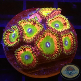 Krustenanemonen „Candy Apple Red“ WYSIWYG