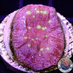 Leptoseris “Lunar” WYSIWYG
