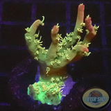 Acropora spp. „Confetti“