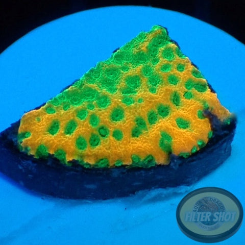 Montipora spp. „Gold Rush“ AD Special
